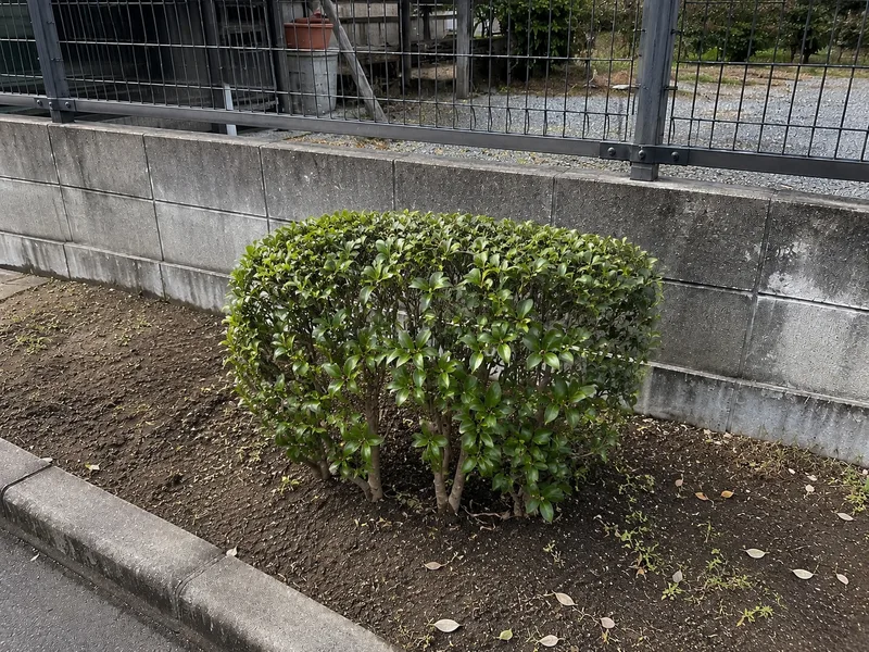 浜松市で枝木の剪定作業を行った後、すっきりと整えられた庭木