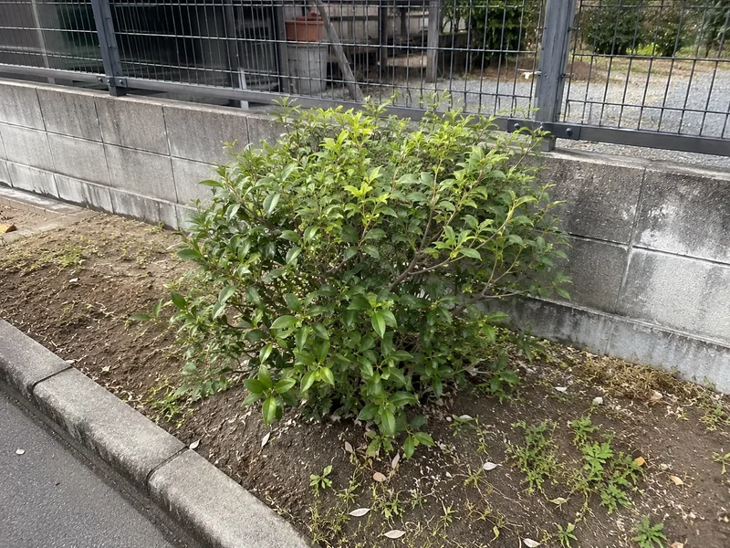 浜松市で枝木の剪定作業を行う前、枝葉が伸びた庭木