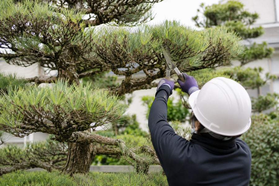 庭木の剪定